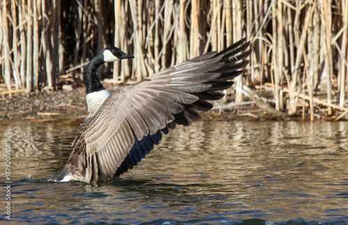 canada goose branta canadensis