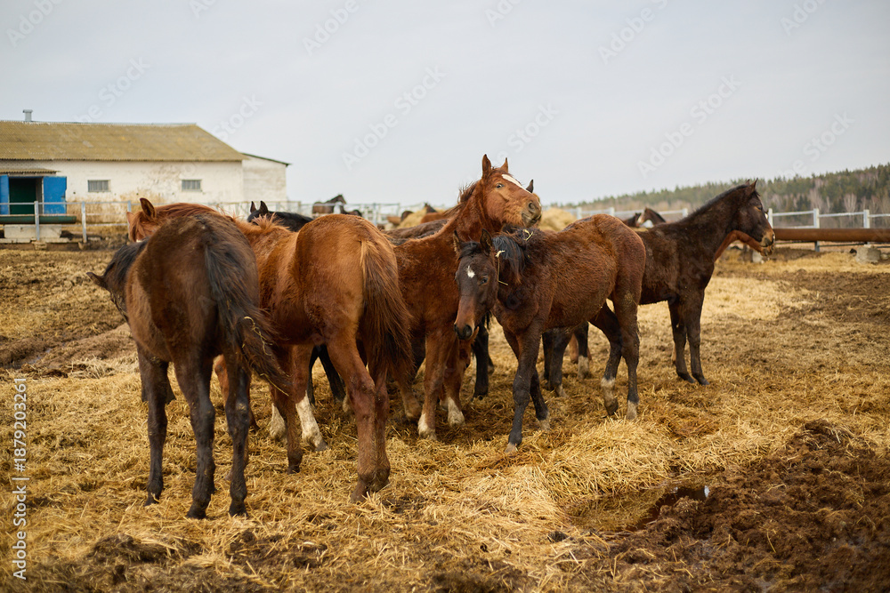 Fototapeta premium Group of brown horses standing together in a muddy paddock with hay, near a white barn under an overcast sky