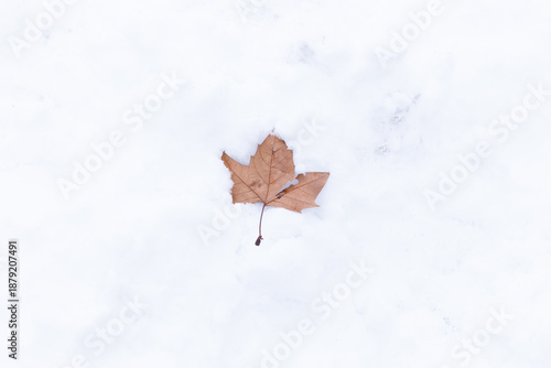 One single leaf burried in snow