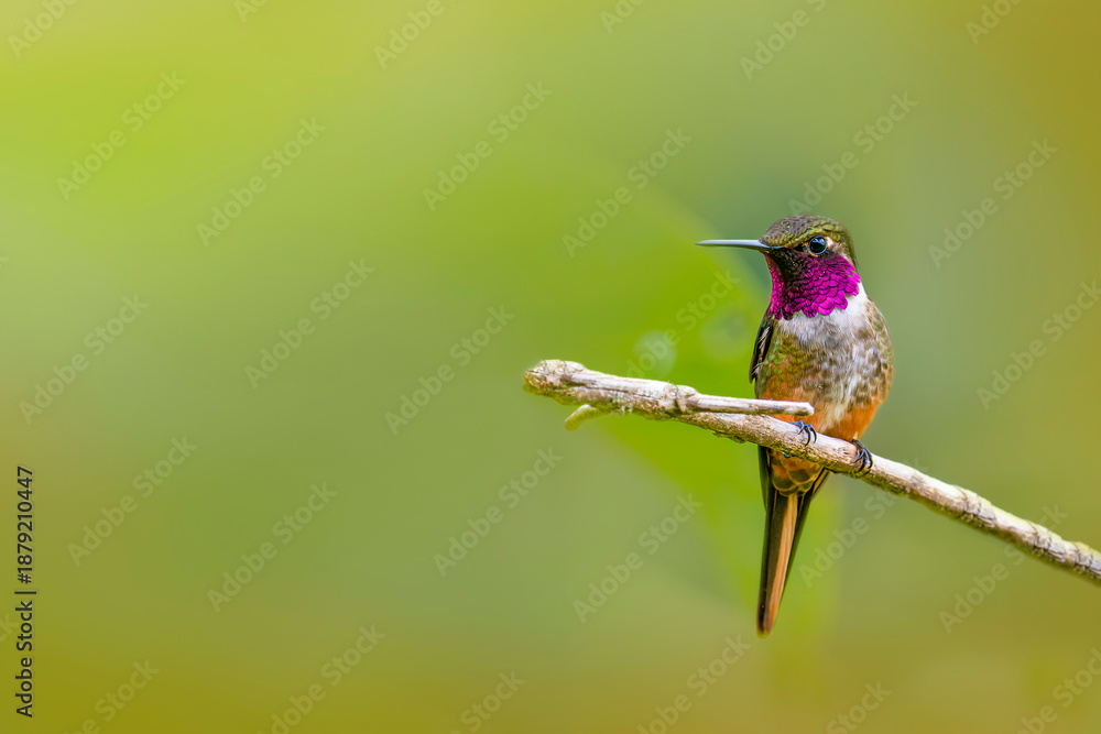 Fototapeta premium Volcano hummingbird perched on branch with blurred background