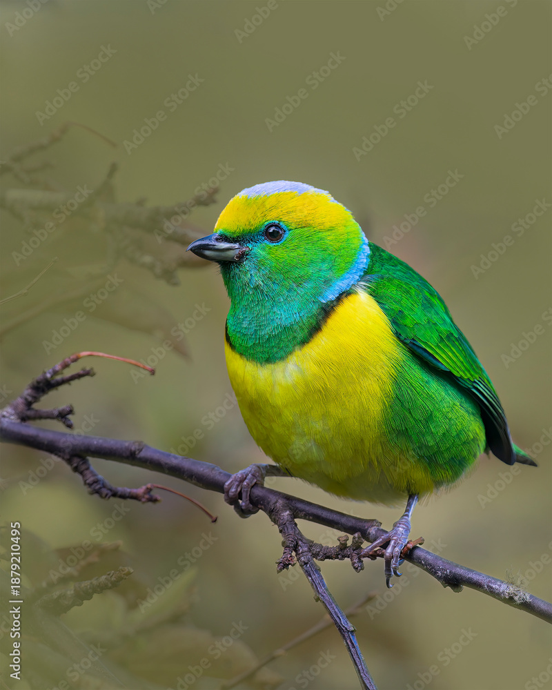 Obraz premium Golden browed chlorophonia perched on branch with colorful plumage