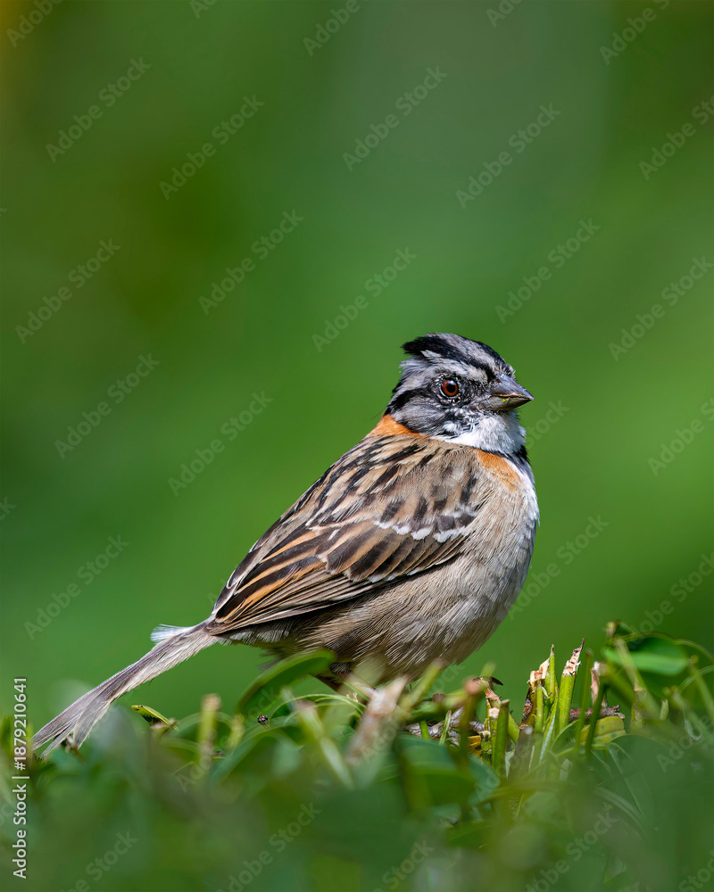 Fototapeta premium Rufous collared sparrow perched on green vegetation