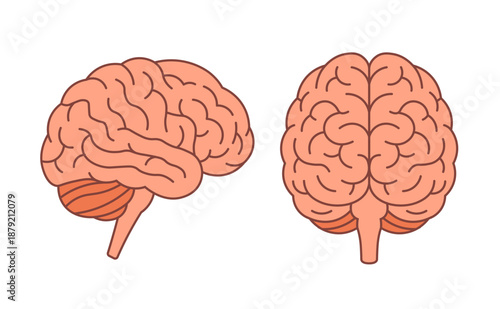 Brain vector flat human anatomy icon. Cartoon brain medical side view front view isolated flat head symbol