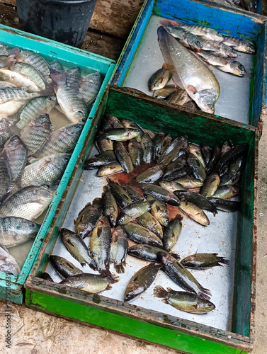 Open wooden fish display stalls showcasing marine and freshwater catch in traditional market.