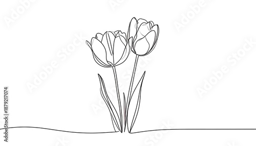 Elegant line art tulips