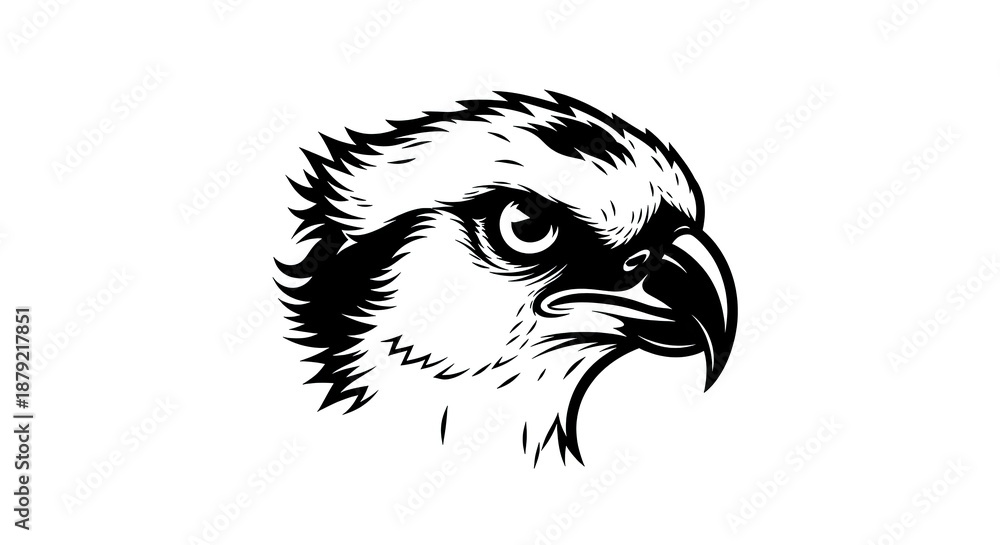 Obraz premium Osprey Head Illustration - A Sharp and Focused Gaze.