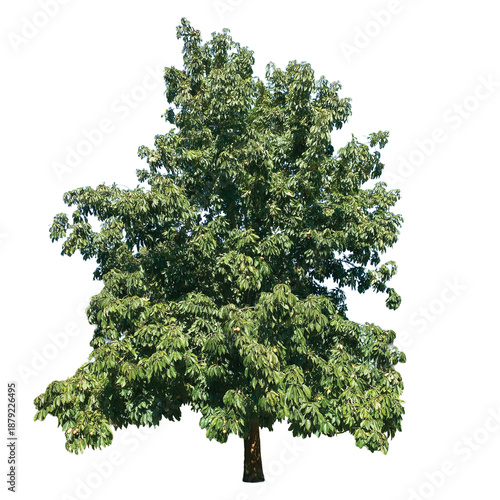 Schilderij op canvas European chestnut, Castanea sativa PNG