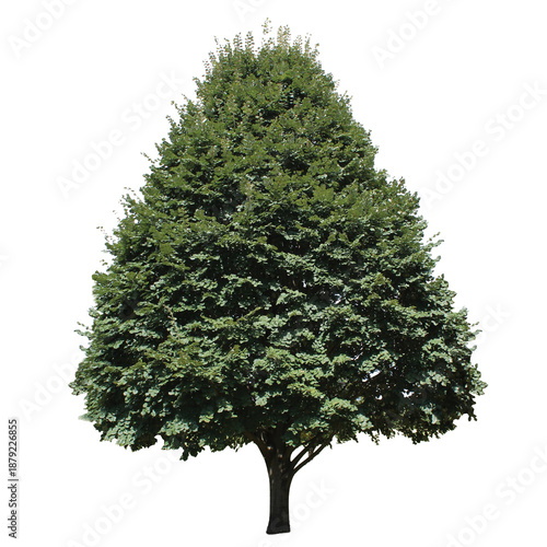 Fotografie Tilia americana, American basswood, American linden PNG