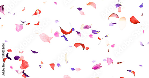 Photos Colorful flower petals sway in the wind