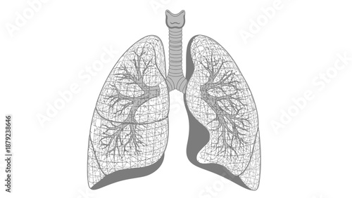 Detailed anatomical illustration of the human lungs and respiratory system, showing the trachea and intricate network of bronchioles.