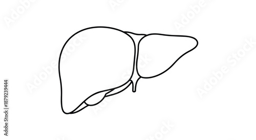 Simplistic line drawing of a human liver organ in white background for anatomical illustration and medical education purposes
