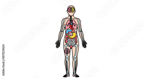 Human anatomy diagram showing internal organs and skeleton in detail for educational purposes and understanding the body structure completely