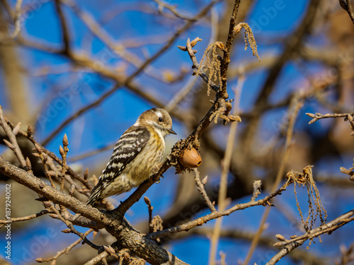 つぶらな瞳で木の実見つめるコゲラ