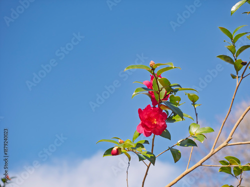 青空に映える鮮やかな紅の山茶花