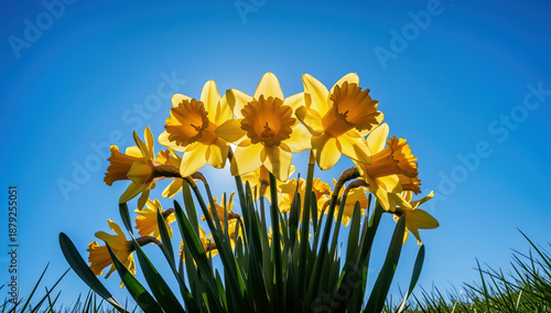 Vibrant yellow daffodils blooming against a clear blue sky  