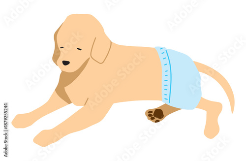 老犬にオムツをはかせる　手書きイラスト