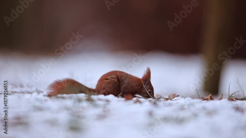 A close-up of red squirrel (Sciurus vulgaris) seeking on food on snowy ground in forest in winter nature. Warm colored rodent animal slow motion wildlife take.