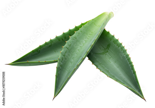 Two vibrant emerald green agave leaves, thick, succulent, sharp serrated, on a transparent background with copy space, soft light, natural freshness and vitality concept