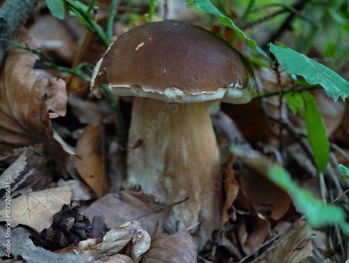 Картината върху платно foraging at woodland boundary observed, natural discovery along forest edge with