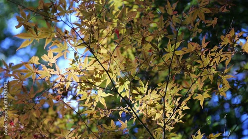 東京　紅葉　2025年