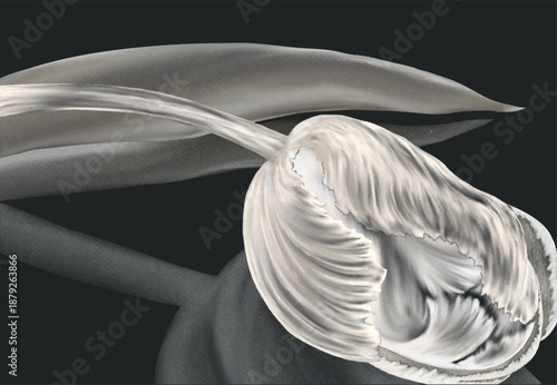 Elegant Luxury Aesthetic Tulip Floral Design.Monochrome tulip with smooth flowing petals in a luxury aesthetic style conveying elegance minimalism and refined beauty on a dark background