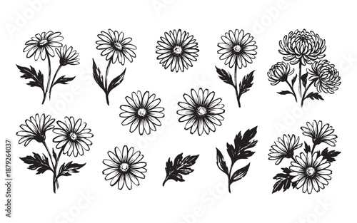 Set of hand drawn black ink brush illustrations depicting chamomile or daisy flowers.
