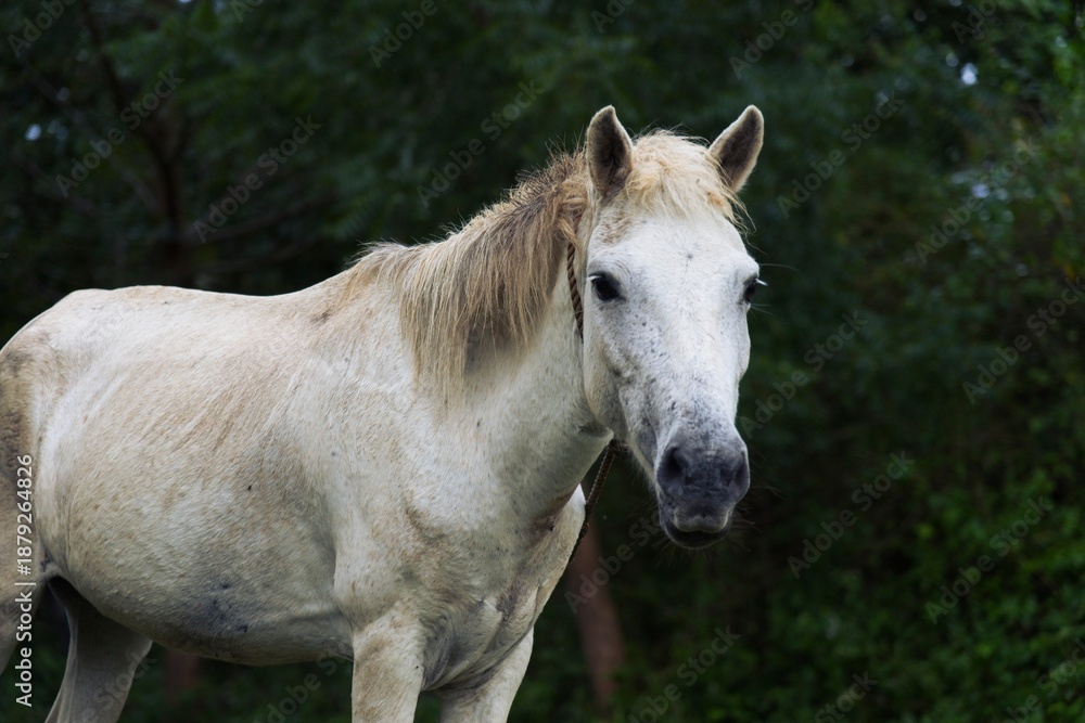 Fototapeta premium Pale Mare Standing Alert Amid Dense Green Bushes