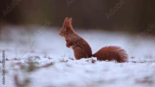 A close-up of watchful red squirrel (Sciurus vulgaris) escaping after taking attention something disturbing on snowy ground in forest in winter nature. Warm colored rodent animal slow motion wildlife