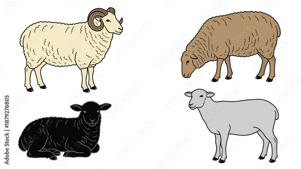 Fototapeta premium Four Sheep Illustration: White, Brown, Black, Gray