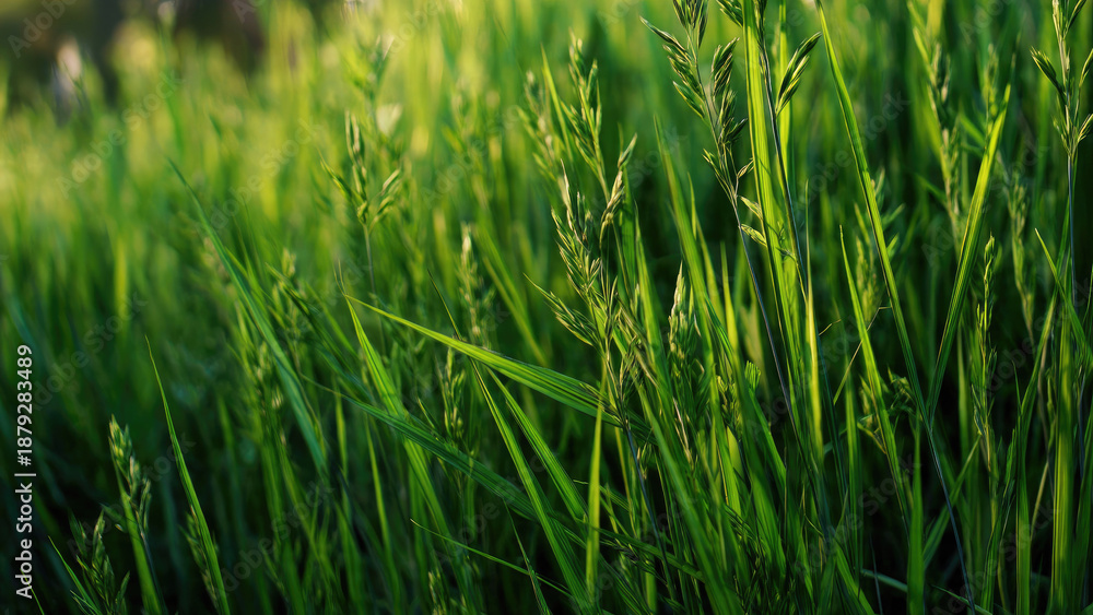 Obraz premium green grass background