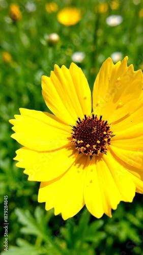 Bright Yellow Coreopsis Flowers Blooming in a Meadow Close Up Springtime Nature