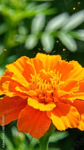 Brilliant Orange Marigold Blooms Flowing Gracefully With Lush Green Foliage In A Vibrant Floral