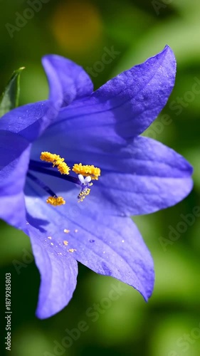 Captivating Campanula Blossom Display Showcase Delicate Details And Vivid Floral Beauty Close Up