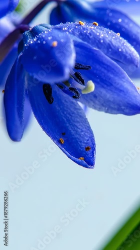 Captivating Close Up Of Vibrant Blue Scilla Flower With Dewdrops Gently Falling