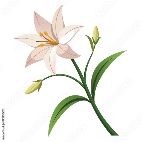 Adobe Illustrator Artwork vector illustration of zephyranthes robusta flower
