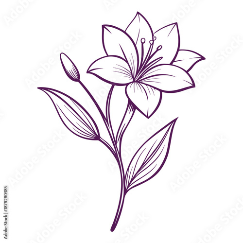 Adobe Illustrator Artwork zephyranthes robusta flower line art
