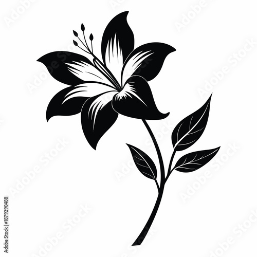 zephyranthes robusta flower silhouette on white background