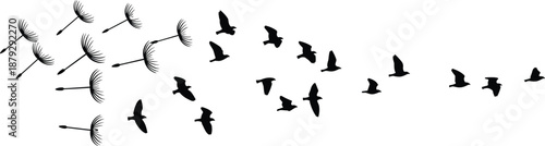 Minimal silhouette illustration of flying birds transforming from dandelion seeds symbolizing freedom, change, hope, transformation, imagination, and nature harmony on white background