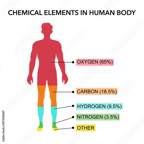 Human body Chemical composition chart,Percentage proportions,vector illustration, male body, silhouettes, health, medical inforgraphic, Element Human Body, nitrogen, carbon, hydrogen, oxygen,