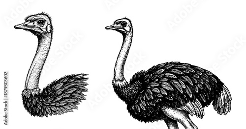 Ostrich engraving illustration for exotic luxury branding