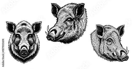 Wild boar head engraving illustration for heritage food branding