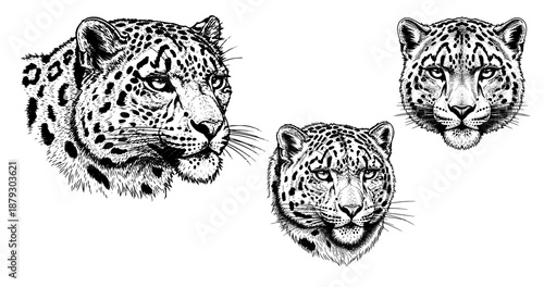 Snow leopard engraving illustration for luxury wildlife brand logo