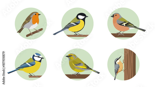 Collection of flat design garden bird illustrations on white background