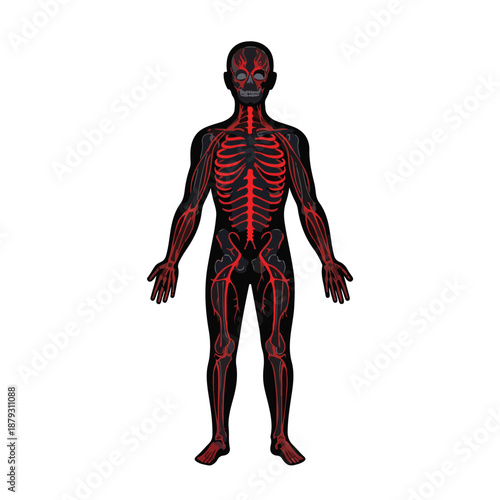 A human figure with visible skeleton and blood vessels