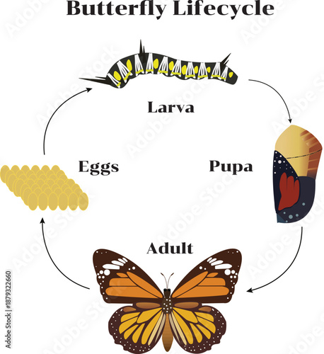 Illustration of the butterfly life cycle showing egg, caterpillar, chrysalis, and adult butterfly stages for educational and scientific use.