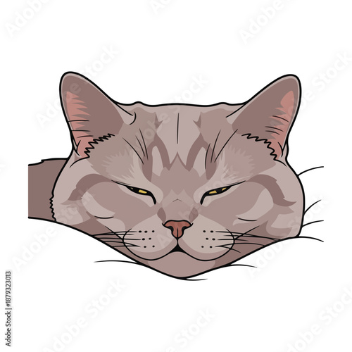 A serene cat rests with eyes slightly closed on a surface
