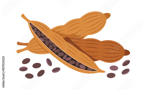 Illustration of cocoa pods and beans showcasing harvesting process from tropical regions