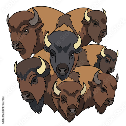 Herd of bison standing together on white background