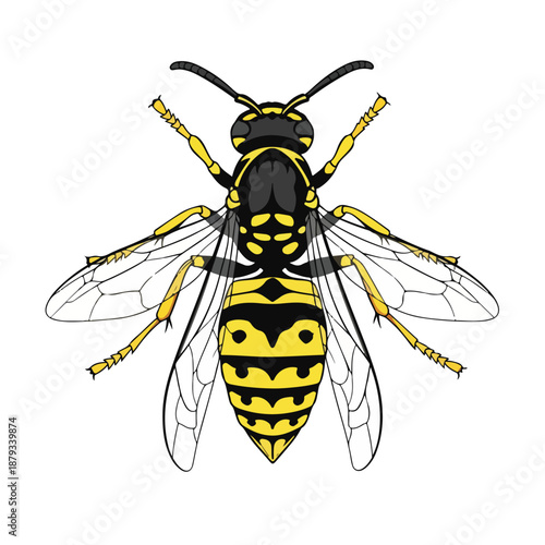 Black and yellow wasp with transparent wings on white background
