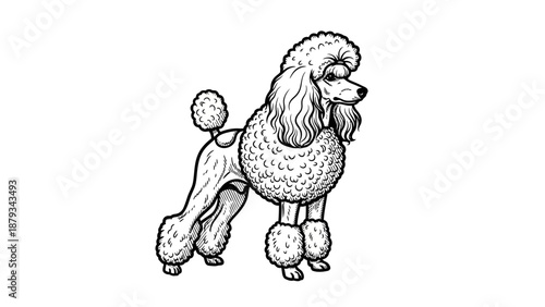 Black and White Poodle Dog Vector Illustration